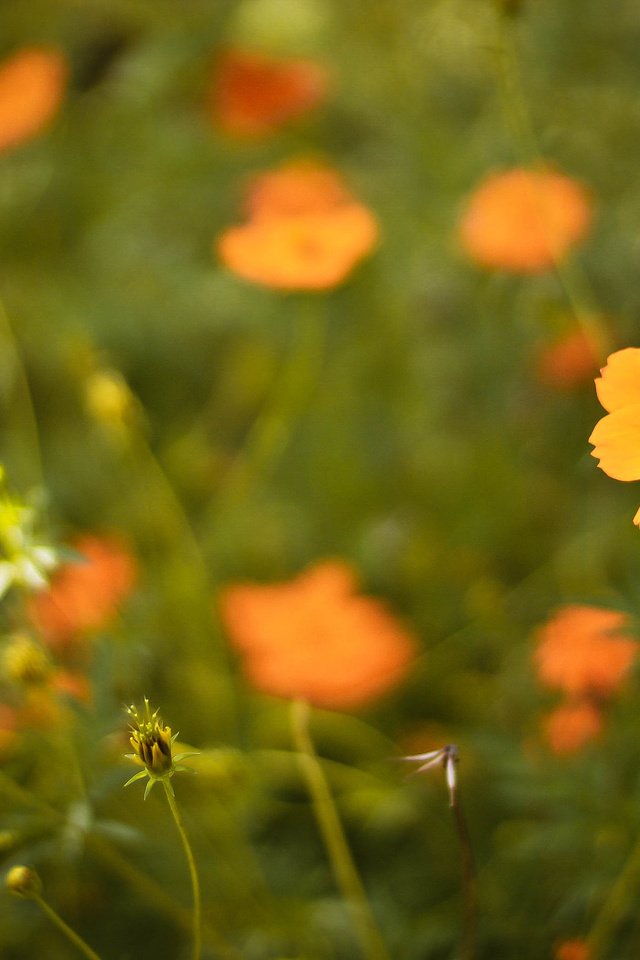 Обои цветы, лепестки, оранжевые, flowers, petals, orange разрешение 3088x2056 Загрузить