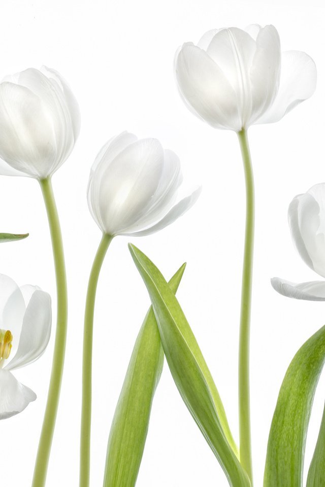 Обои макро, белый, тюльпан, macro, white, tulip разрешение 2048x1365 Загрузить