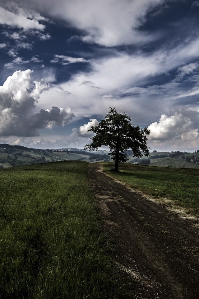 Обои дорога, дерево, поле, road, tree, field разрешение 2048x1367 Загрузить