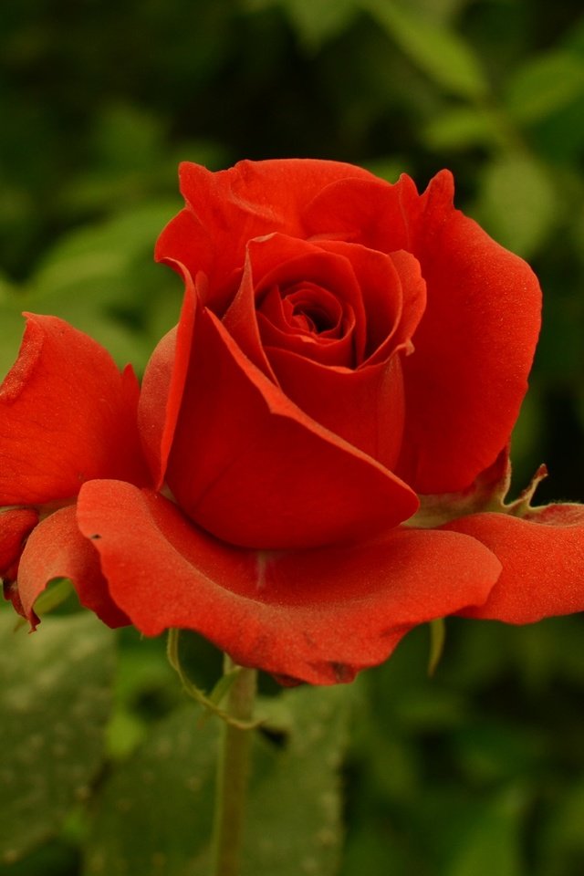 Обои цветок, роза, красная, краcный, flower, rose, red разрешение 2000x1999 Загрузить