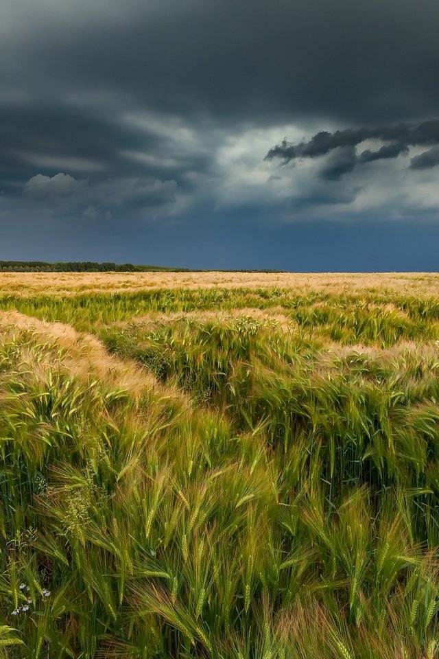 Обои поле, лето, колосья, field, summer, ears разрешение 2100x1357 Загрузить