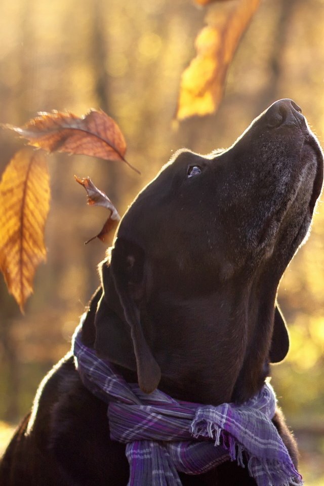 Обои листья, взгляд, осень, собака, друг, лабрадор, aaron, maria luisa milla, leaves, look, autumn, dog, each, labrador разрешение 2560x1707 Загрузить