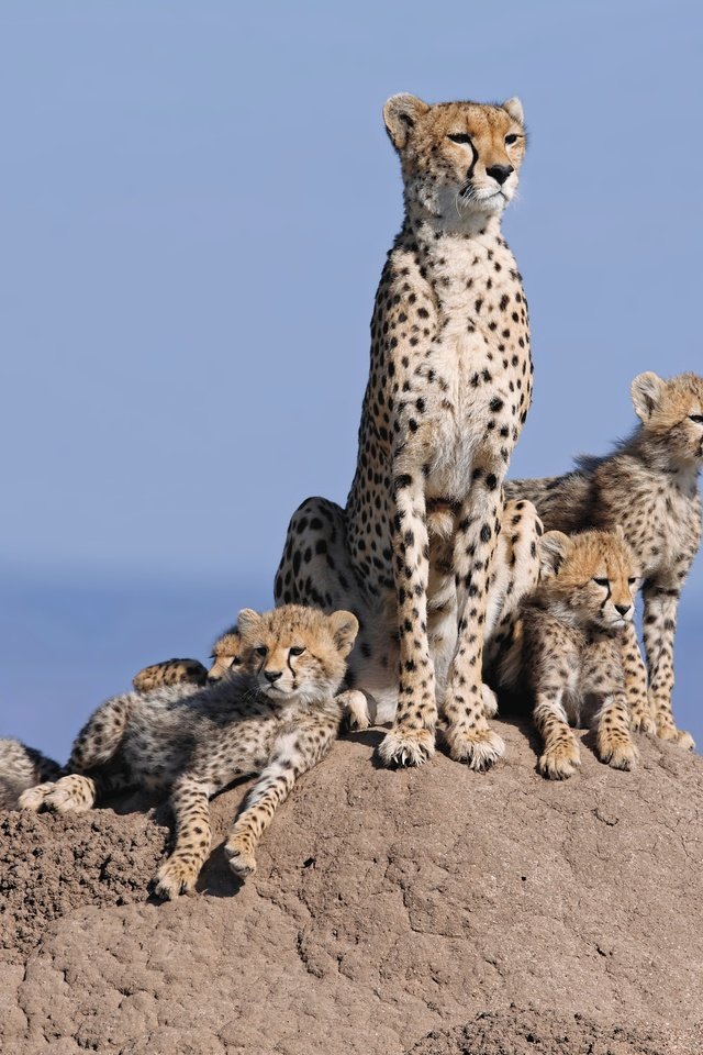 Обои кошки, семья, холм, гепарды, детеныши, семейство, cats, family, hill, cheetahs, cubs разрешение 4668x3117 Загрузить