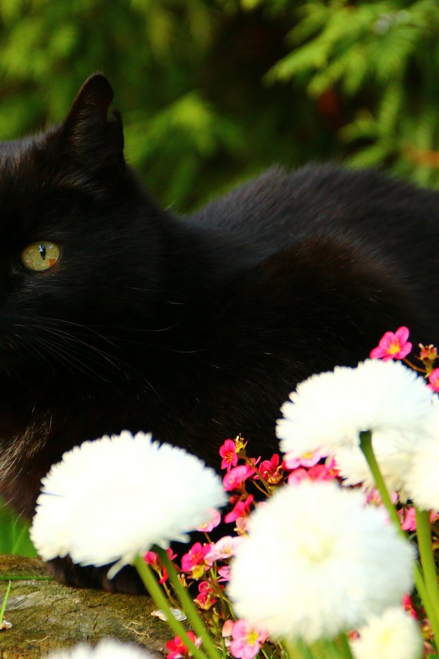 Обои цветы, кот, взгляд, черный кот, flowers, cat, look, black cat разрешение 3120x2080 Загрузить