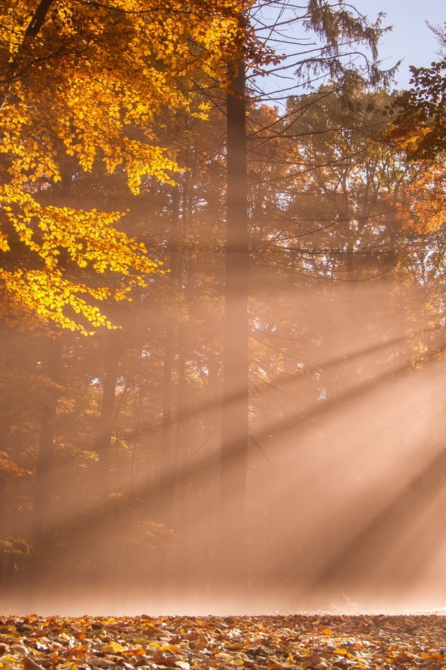 Обои свет, деревья, лес, осень, солнечные лучи, light, trees, forest, autumn, the sun's rays разрешение 2560x1714 Загрузить