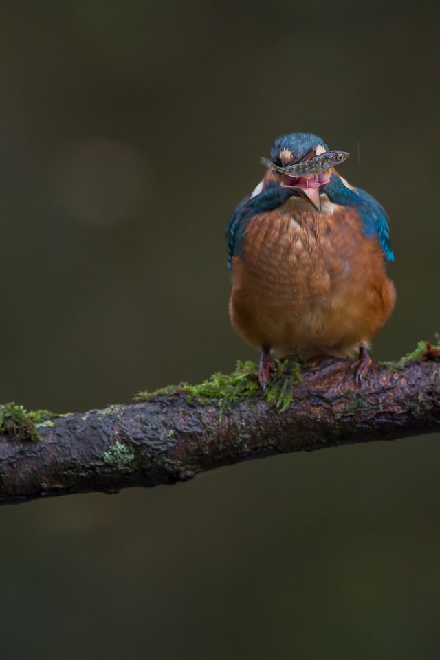 Обои ветка, природа, птица, мох, рыба, зимородок, branch, nature, bird, moss, fish, kingfisher разрешение 2048x1365 Загрузить