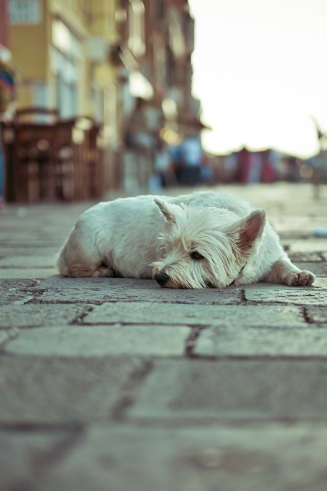 Обои собака, одиночество, улица, dog, loneliness, street разрешение 1920x1274 Загрузить