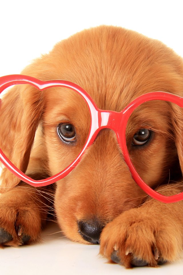 Обои взгляд, очки, собака, щенок, бокалы, песики, ретривер, золотистый ретривер, look, glasses, dog, puppy, dogs, retriever, golden retriever разрешение 4368x3048 Загрузить