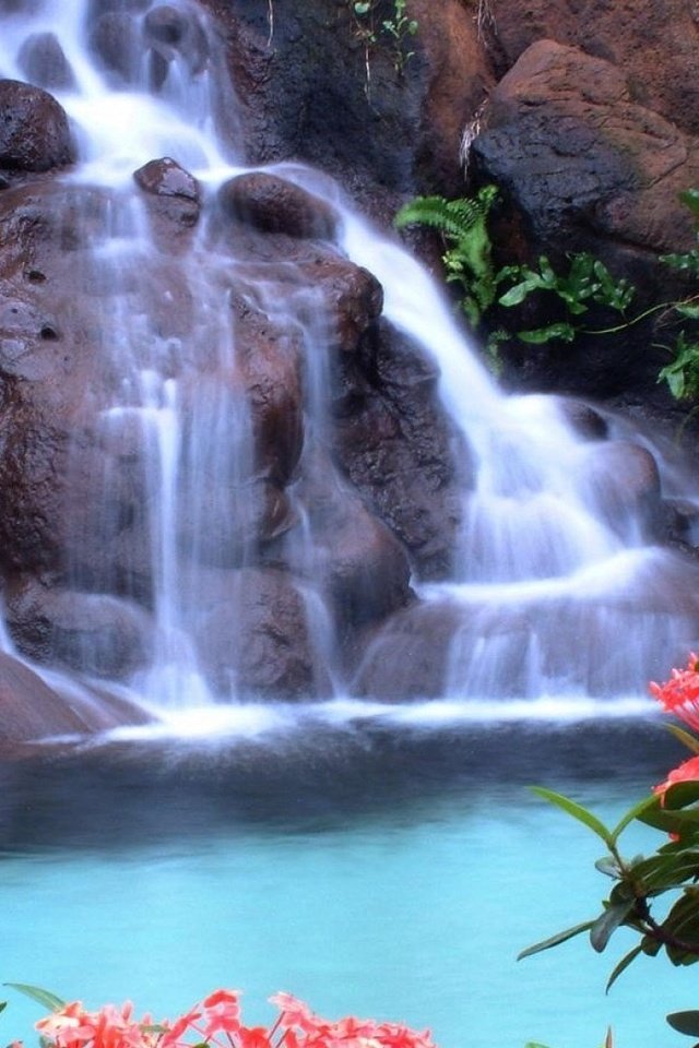 Обои цветы, скалы, природа, зелень, водопад, красные, тропики, flowers, rocks, nature, greens, waterfall, red, tropics разрешение 1920x1080 Загрузить