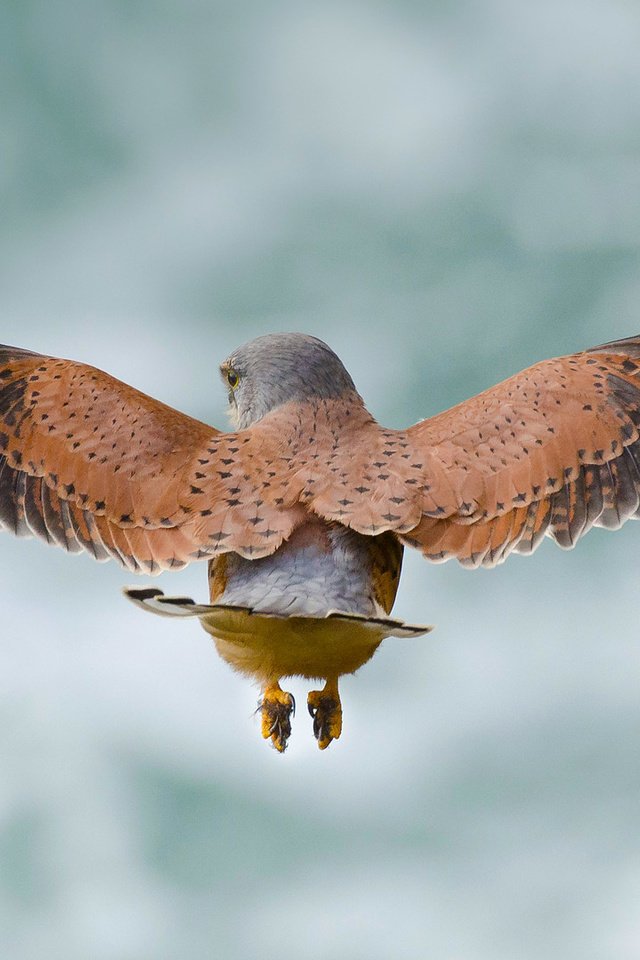 Обои небо, полет, крылья, птица, пустельга, the sky, flight, wings, bird, kestrel разрешение 1920x1080 Загрузить