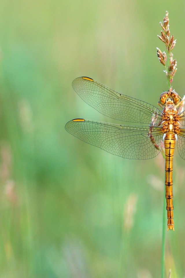 Обои трава, макро, насекомое, лето, луг, стрекоза, золотистая, стебелёк, grass, macro, insect, summer, meadow, dragonfly, golden, stem разрешение 2880x1620 Загрузить