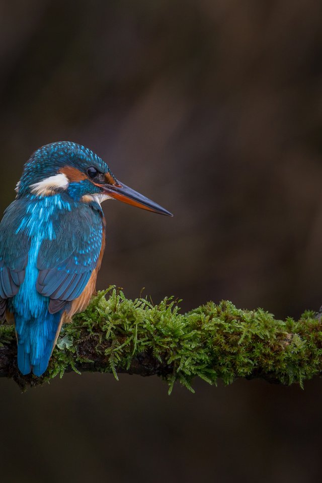 Обои ветка, природа, птица, мох, зимородок, branch, nature, bird, moss, kingfisher разрешение 2048x1365 Загрузить