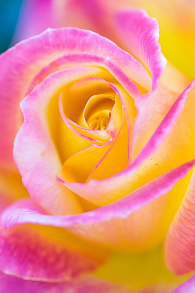 Обои макро, цветок, роза, лепестки, разноцветная, бутон, macro, flower, rose, petals, colorful, bud разрешение 2048x1152 Загрузить