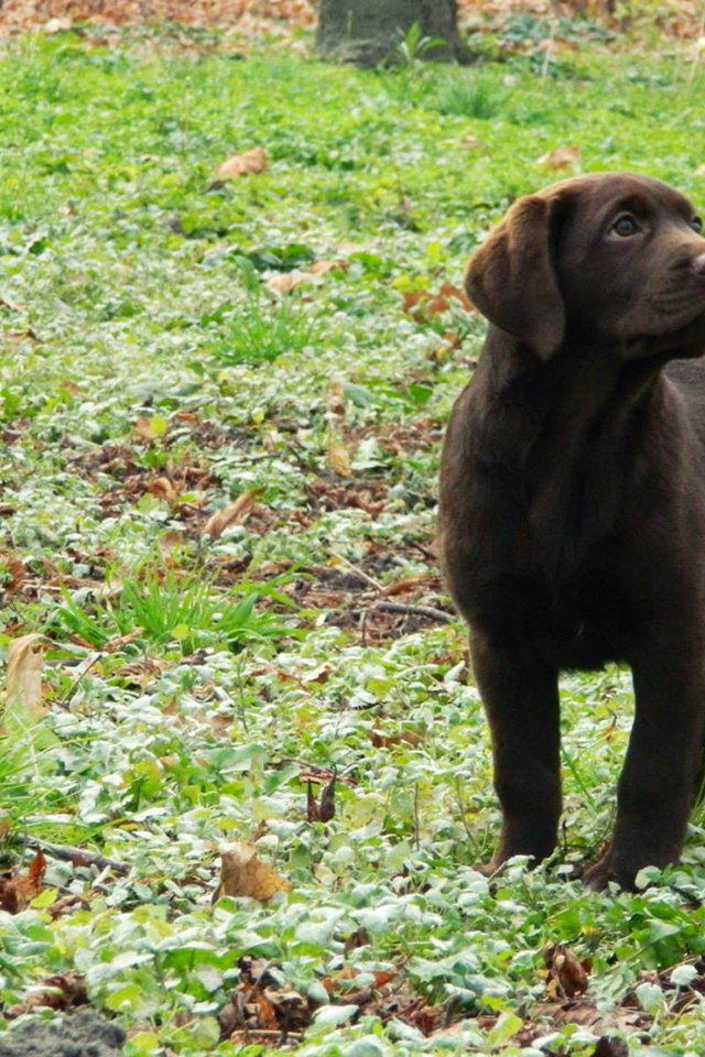 Обои трава, листья, собака, щенок, лабрадор, grass, leaves, dog, puppy, labrador разрешение 1920x1200 Загрузить