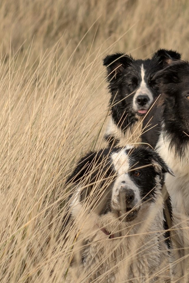 Обои природа, поле, собаки, бордер-колли, nature, field, dogs, the border collie разрешение 2441x1373 Загрузить