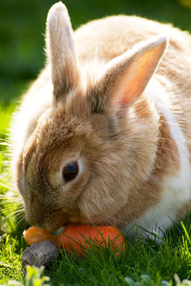 Обои трава, солнце, лето, кролик, зайцы, вс, морковка, летнее, grass, the sun, summer, rabbit, rabbits, sun, carrot разрешение 2560x1600 Загрузить