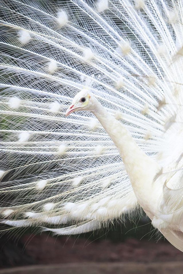 Обои белый, птица, павлин, перья, хвост, индийский, white, bird, peacock, feathers, tail, indian разрешение 1920x1080 Загрузить