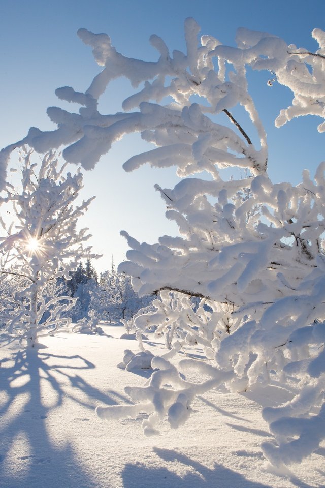 Обои деревья, снег, зима, канада, какиса, северо-западные территории, trees, snow, winter, canada, kakisa, northwest territories разрешение 2880x1920 Загрузить