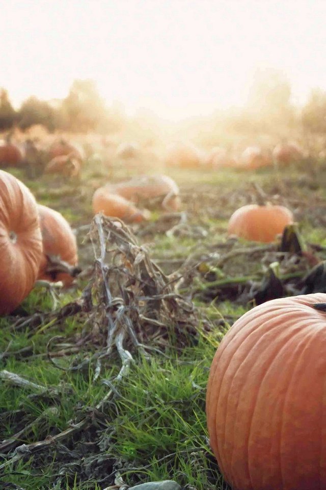 Обои закат, осень, урожай, овощи, тыква, осен, pumpkins, sunset, autumn, harvest, vegetables, pumpkin разрешение 1920x1200 Загрузить