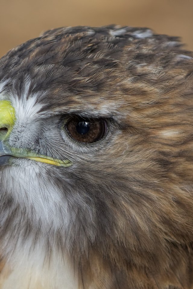 Обои взгляд, профиль, птица, клюв, ястреб, look, profile, bird, beak, hawk разрешение 2048x1365 Загрузить