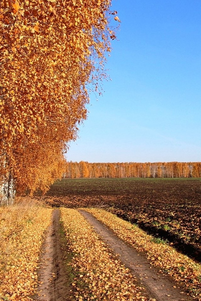 Обои дорога, поле, березы, осень, проселочная дорога, road, field, birch, autumn, country road разрешение 2500x1406 Загрузить