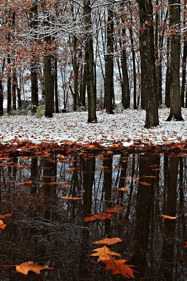 Обои снег, листья, зима, отражение, парк, осень, первый снег, snow, leaves, winter, reflection, park, autumn, the first snow разрешение 2017x1356 Загрузить