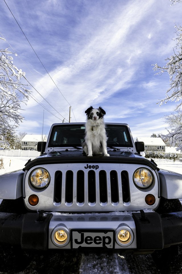 Обои снег, зима, машина, собака, джип, jeep wrangler, snow, winter, machine, dog, jeep разрешение 2048x1367 Загрузить