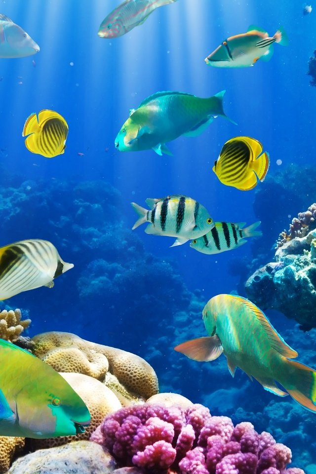 Обои море, рыбки, рыбы, океан, кораллы, риф, подводный мир, sea, fish, the ocean, corals, reef, underwater world разрешение 3000x1970 Загрузить