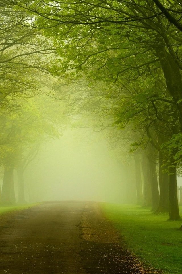 Обои дорога, трава, деревья, природа, листья, туман, забор, road, grass, trees, nature, leaves, fog, the fence разрешение 1920x1200 Загрузить