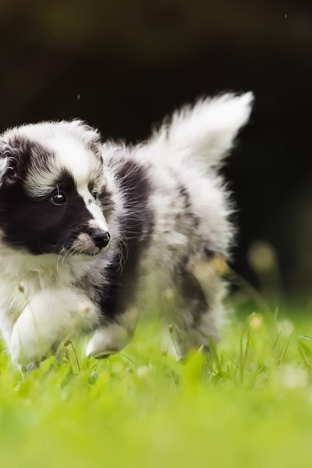 Обои трава, собака, щенок, прогулка, бордер-колли, grass, dog, puppy, walk, the border collie разрешение 1920x1150 Загрузить