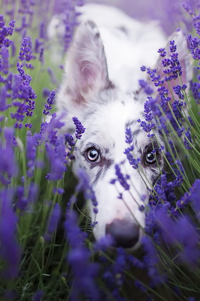 Обои цветы, лаванда, взгляд, собака, бордер-колли, cirilla, alicja zmysłowska, flowers, lavender, look, dog, the border collie разрешение 1920x1280 Загрузить