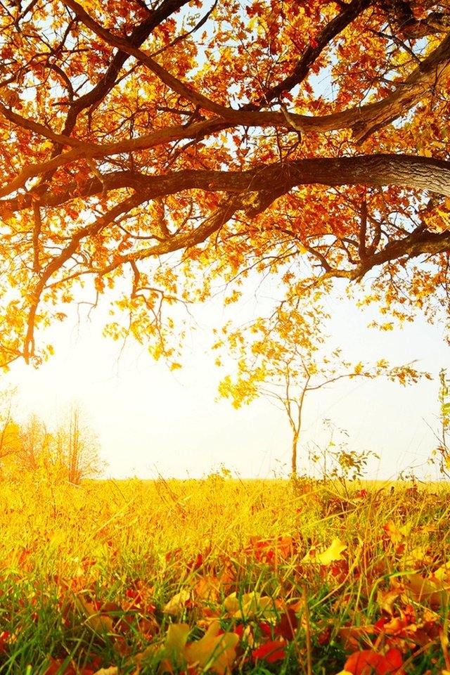 Обои трава, листья, осень, желтые листья, опавшая листва, grass, leaves, autumn, yellow leaves, fallen leaves разрешение 3500x1969 Загрузить