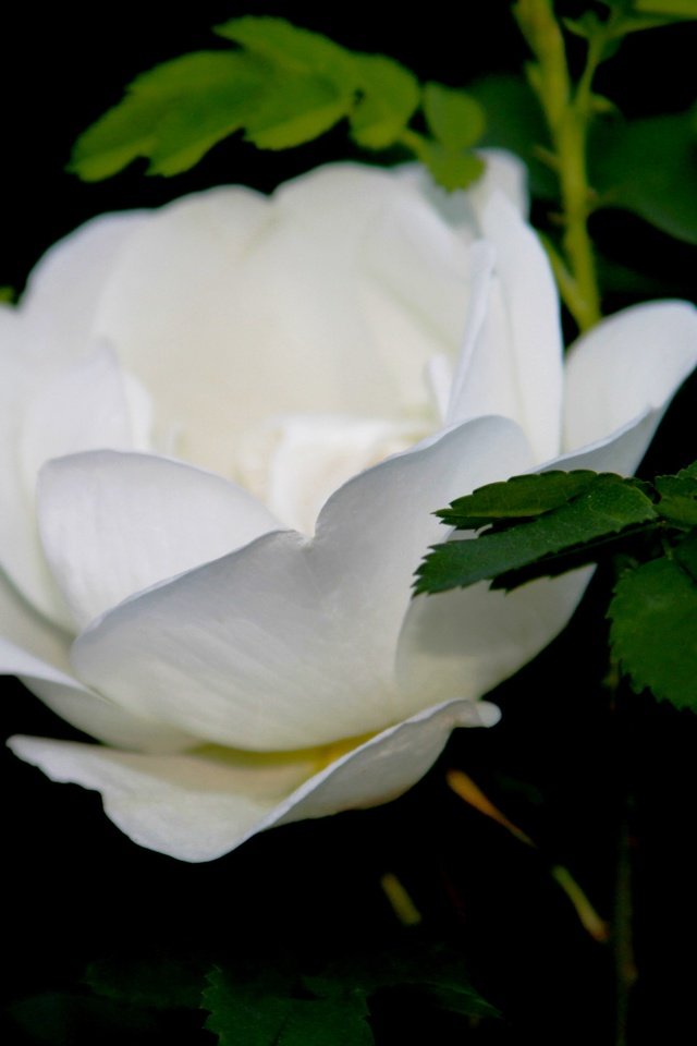 Обои макро, цветок, роза, бутон, белая, macro, flower, rose, bud, white разрешение 4272x2848 Загрузить