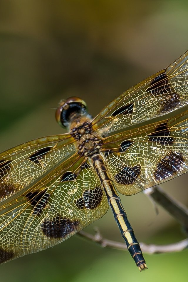 Обои макро, насекомое, крылья, стрекоза, macro, insect, wings, dragonfly разрешение 2048x1336 Загрузить