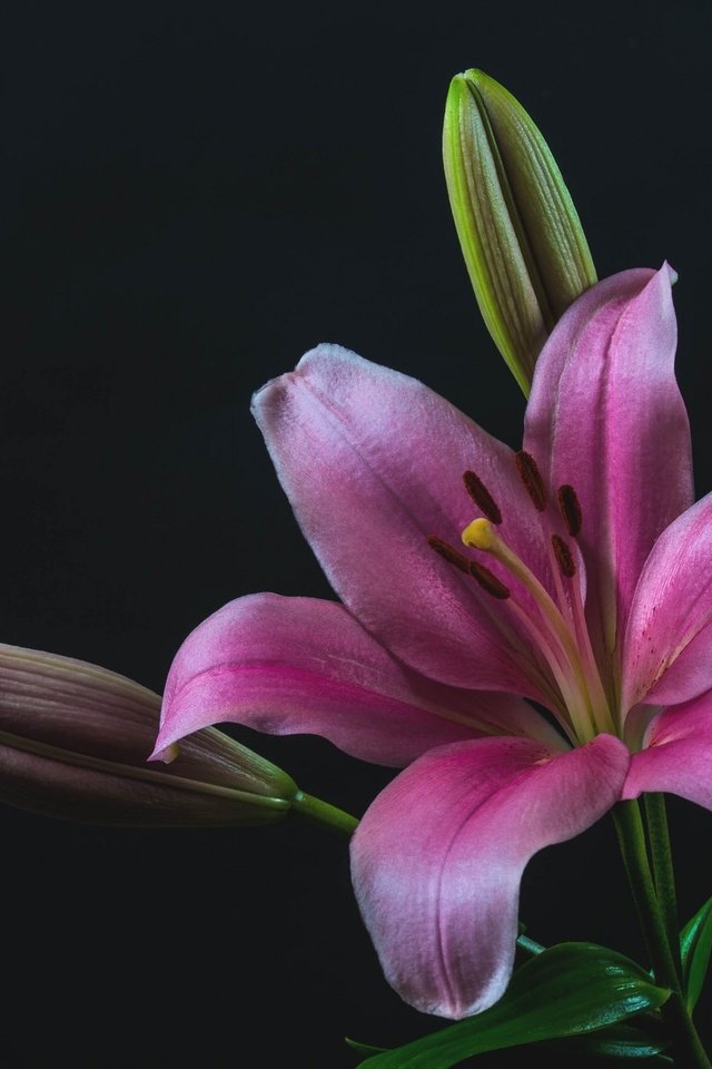 Обои бутоны, макро, лилия, розовая, buds, macro, lily, pink разрешение 2048x1363 Загрузить