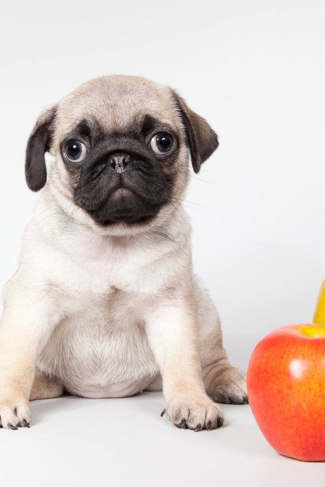 Обои цветы, щенок, яблоко, тыква, мопс, груша, flowers, puppy, apple, pumpkin, pug, pear разрешение 3500x2140 Загрузить