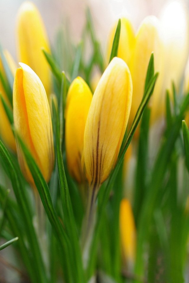 Обои желтый, бутоны, весна, крокусы, yellow, buds, spring, crocuses разрешение 2232x1484 Загрузить