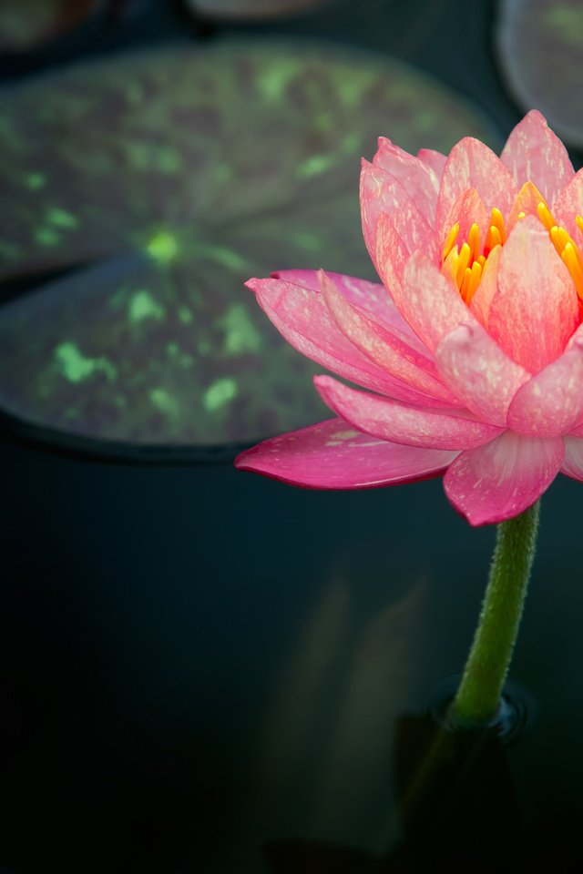 Обои вода, розовая, нимфея, водяная лилия, water, pink, nymphaeum, water lily разрешение 2048x1365 Загрузить