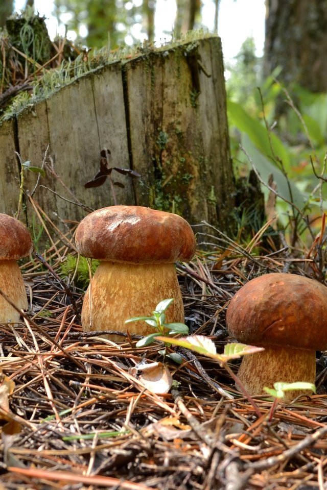 Обои лес, хвоя, грибы, пень, трио, боровики, forest, needles, mushrooms, stump, trio разрешение 2700x1720 Загрузить