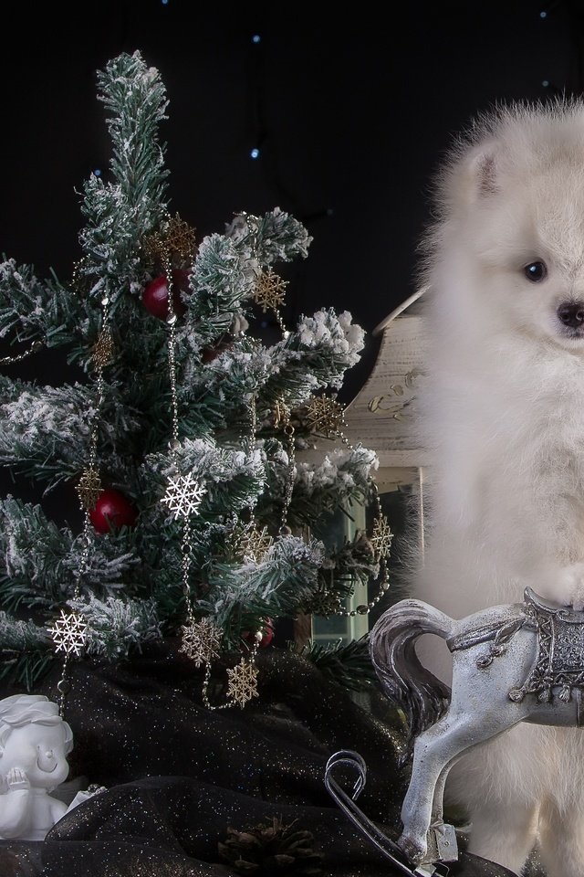 Обои новый год, белый, щенок, ангел, ель, праздник, конь, шпиц, new year, white, puppy, angel, spruce, holiday, horse, spitz разрешение 3300x2105 Загрузить