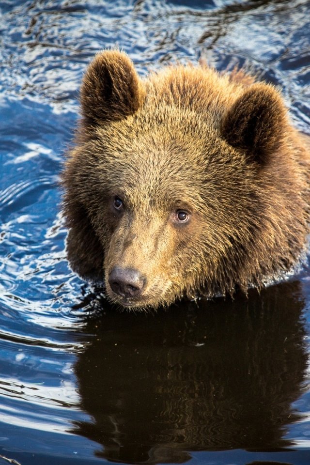 Обои вода, река, медведь, мишка, охота, медвежонок, water, river, bear, hunting разрешение 1920x1200 Загрузить