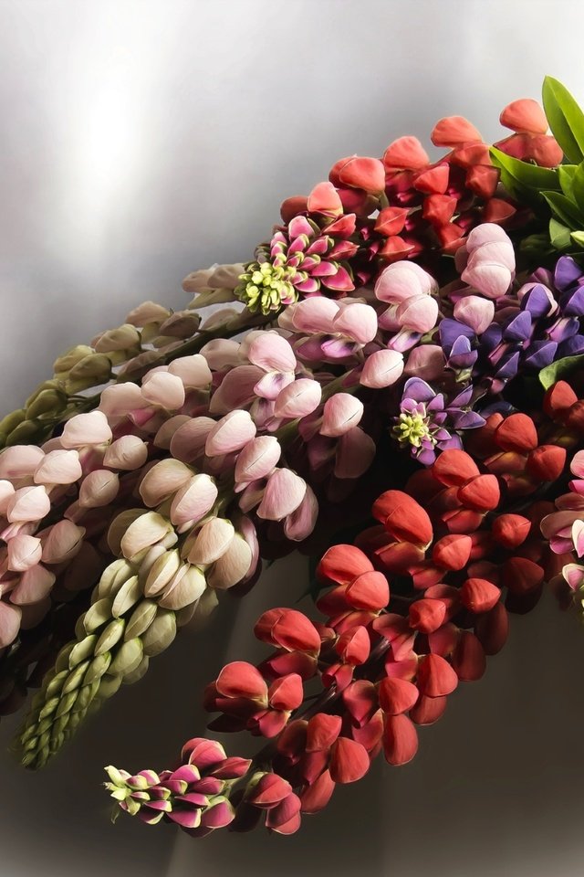 Обои цветы, макро, букет, люпин, flowers, macro, bouquet, lupin разрешение 1920x1258 Загрузить