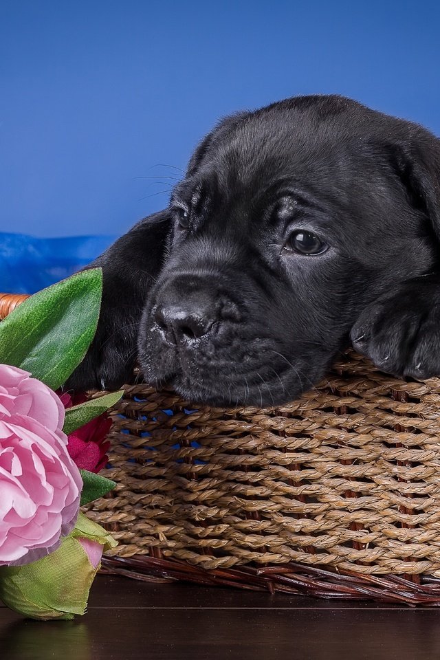 Обои цветы, собака, щенок, ткань, корзина, кане-корсо, пионы, flowers, dog, puppy, fabric, basket, cane corso, peonies разрешение 3000x1979 Загрузить