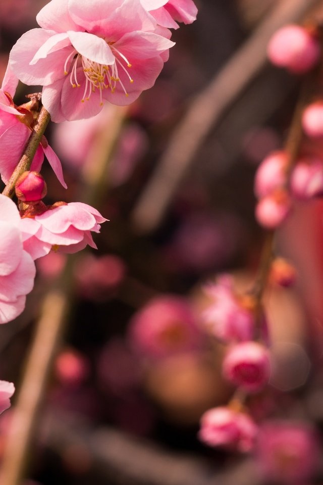 Обои дерево, цветение, макро, ветки, весна, розовый, слива, tree, flowering, macro, branches, spring, pink, drain разрешение 2048x1365 Загрузить