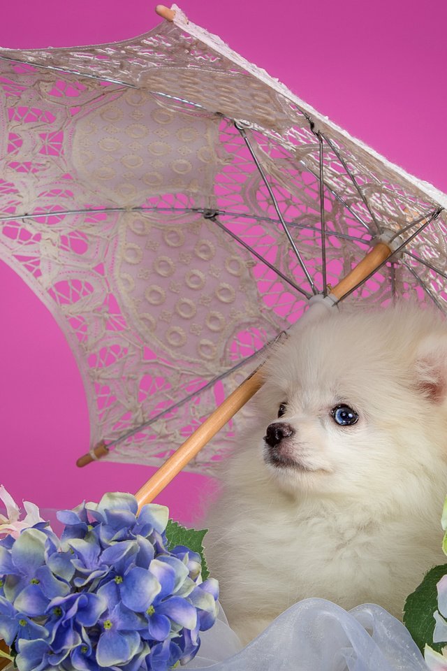 Обои белый, щенок, зонтик, гортензия, шпиц, white, puppy, umbrella, hydrangea, spitz разрешение 3000x1862 Загрузить