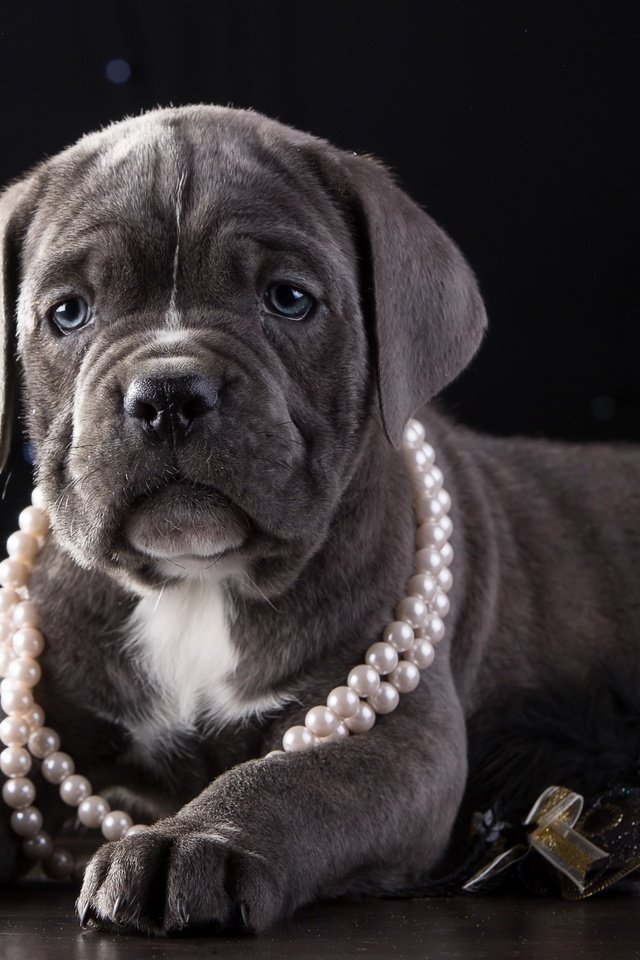 Обои щенок, ожерелье, красавец, кане-корсо, puppy, necklace, handsome, cane corso разрешение 3300x2090 Загрузить