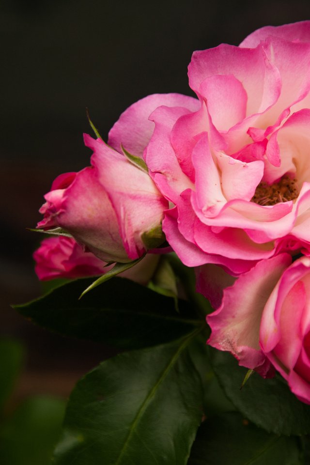 Обои бутоны, макро, фон, розы, лепестки, buds, macro, background, roses, petals разрешение 4163x2770 Загрузить