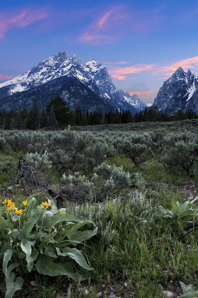 Обои цветы, горы, поле, flowers, mountains, field разрешение 2560x1756 Загрузить