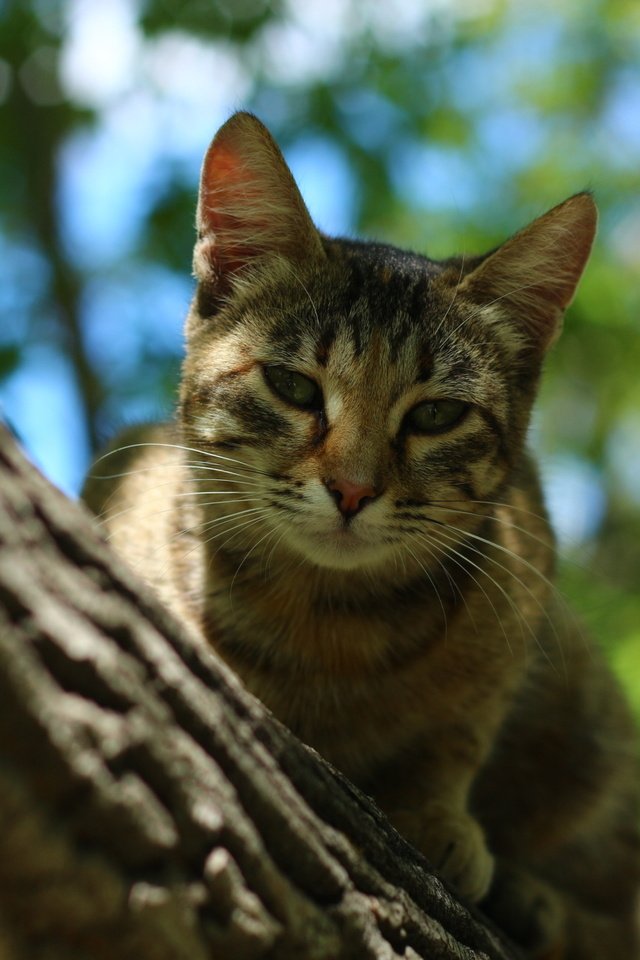 Обои дерево, усы, кошка, tree, mustache, cat разрешение 1920x1280 Загрузить