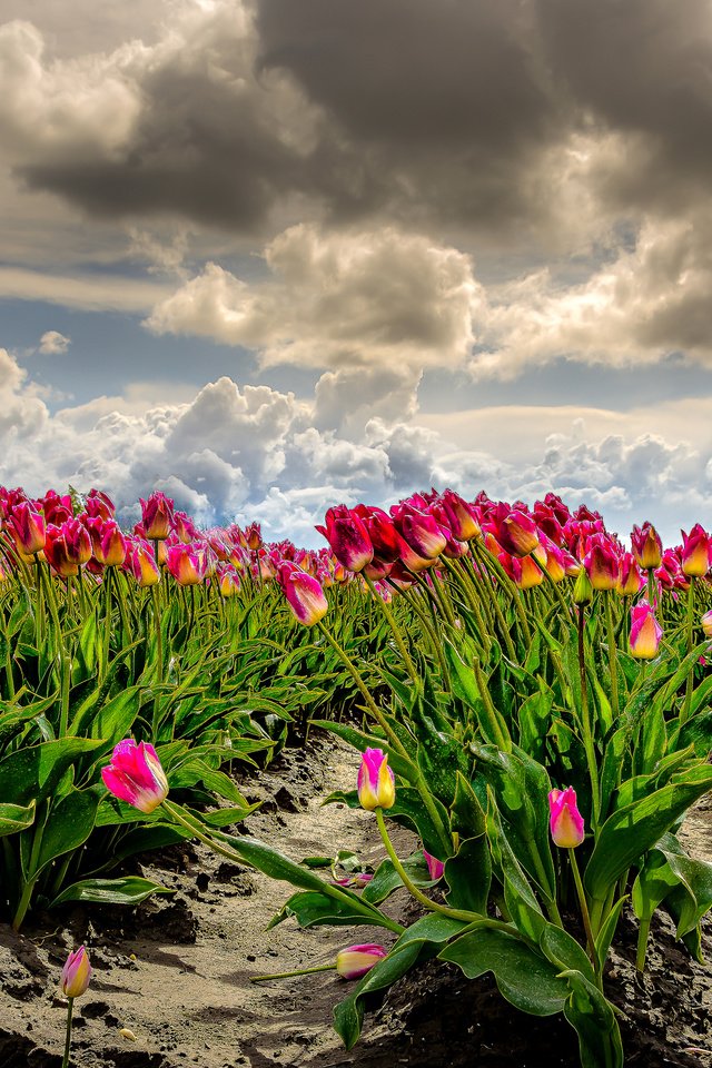 Обои небо, облака, поле, тюльпаны, ветер, фотошоп, много, нидерланды, the sky, clouds, field, tulips, the wind, photoshop, a lot, netherlands разрешение 2960x1680 Загрузить